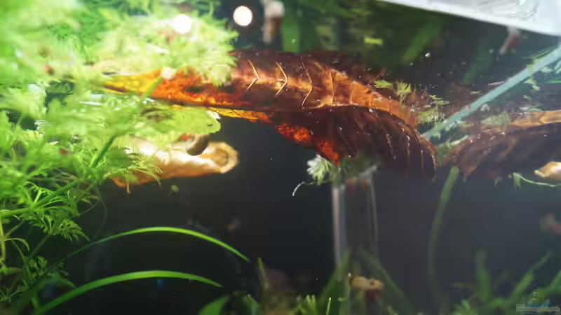 Laub für die Garnelen von Raphi (4)