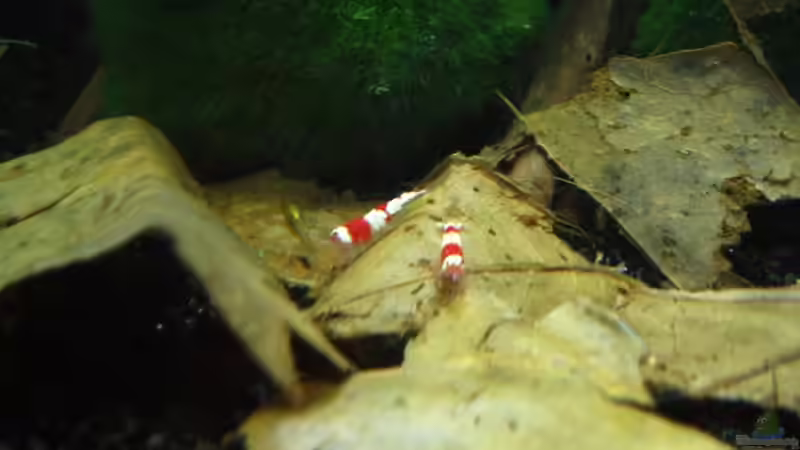 Laub im Aquarium: Natürliche Pflege, Biotopgestaltung und Vorteile für Fische und Garnelen