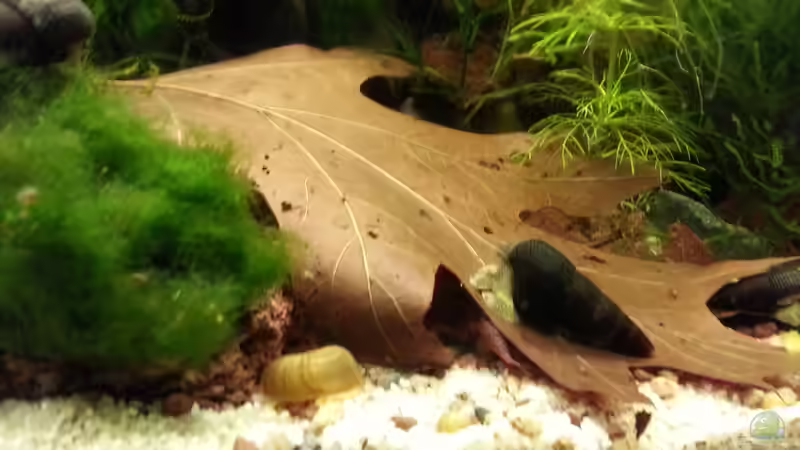 Laub im Aquarium: Natürliche Pflege, Biotopgestaltung und Vorteile für Fische und Garnelen