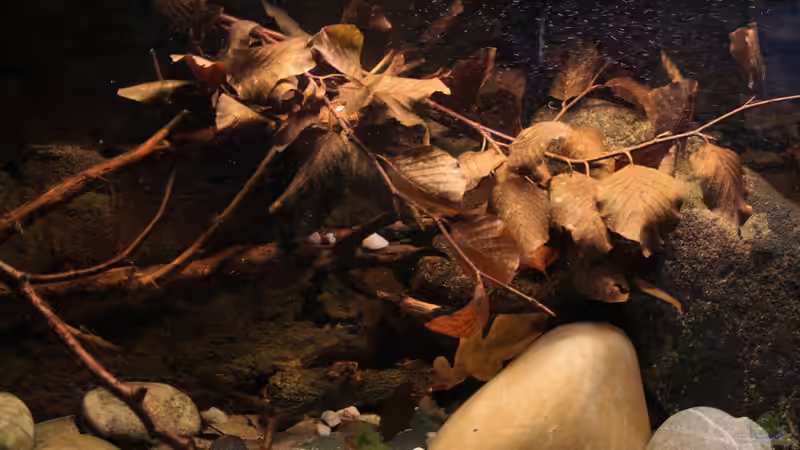 Laub im Aquarium: Natürliche Pflege, Biotopgestaltung und Vorteile für Fische und Garnelen