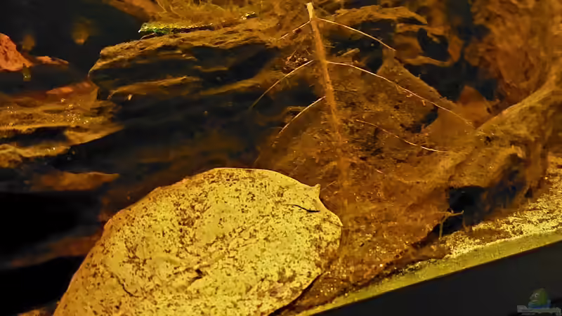 Laub im Aquarium: Natürliche Pflege, Biotopgestaltung und Vorteile für Fische und Garnelen