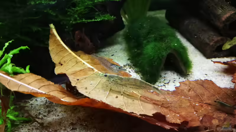 Laub im Aquarium: Natürliche Pflege, Biotopgestaltung und Vorteile für Fische und Garnelen