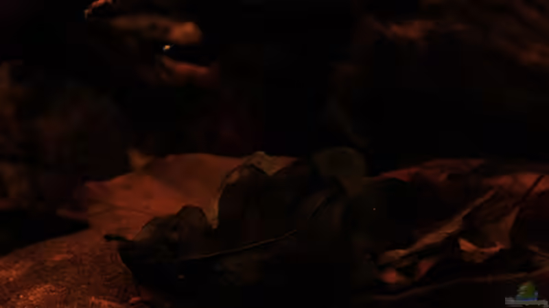 Laub in verschiedenen Ausführungen,Eichenlaub,Buchenblätter und Seemandelbaumblätter von Florian Bandhauer (28)