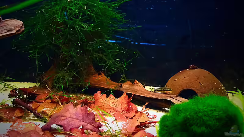 Laub MoosBaum Mooskugel Höhle  von Sale87 (5)