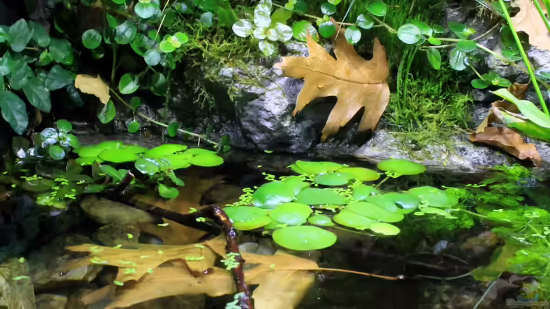 Laub über und unter Wasser von die Perle... (23)