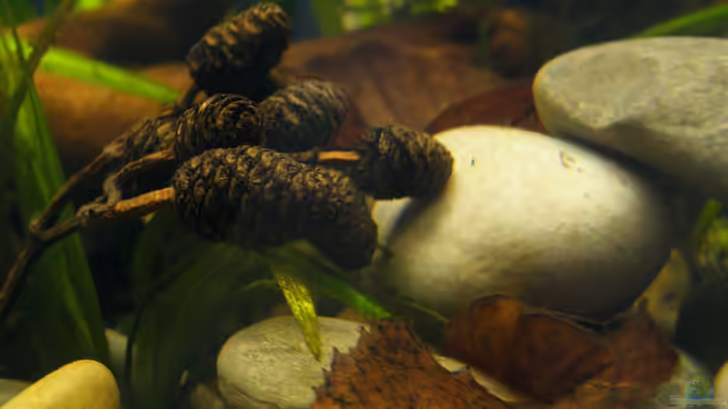 Laub und Erlenzapfen von bergfrau (42)