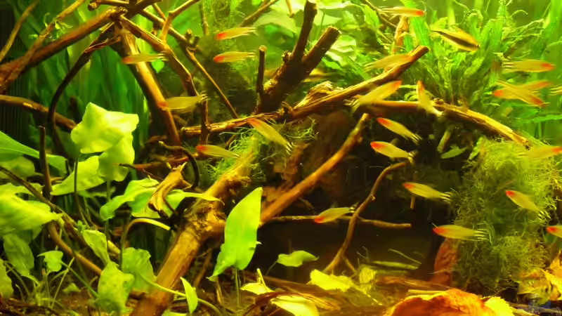 Laub und Rinde, Herbst 2010 von Mario74 (21)