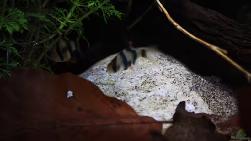 Laub und Steine mit den Sumatra Barben von Florian Bandhauer (29)