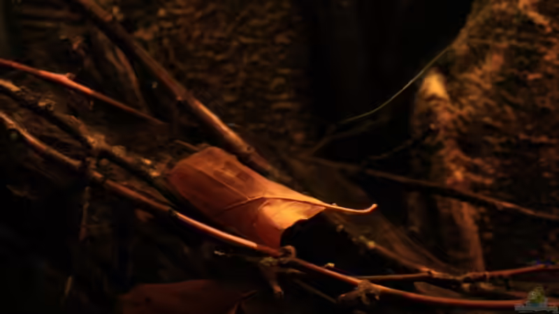 Laub und Zweige von Florian Bandhauer (23)