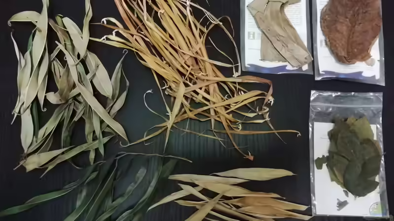 Laub von - Stephen - (17)