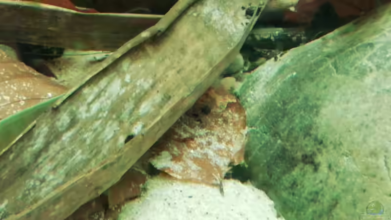 Laub von - Stephen - (26)