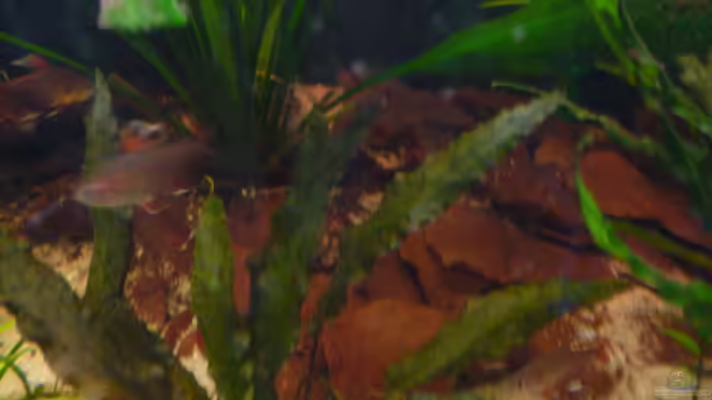 Laub von Bavaria (7)