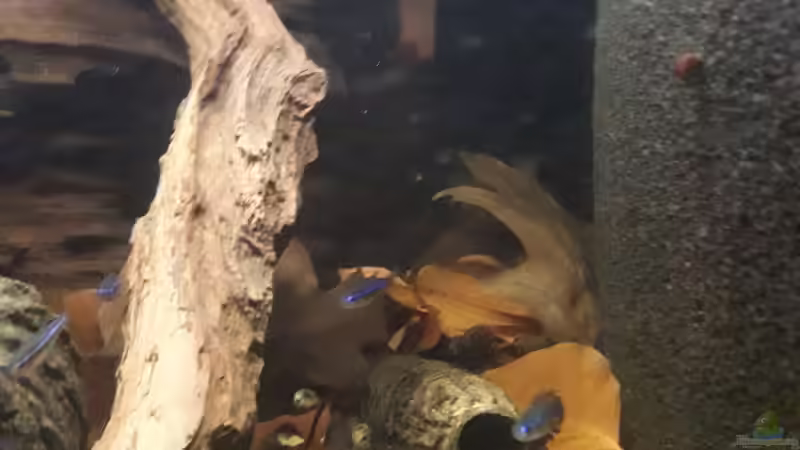 Laub von Fichte (28)