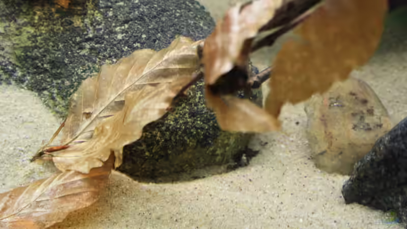 Laub!!!!!!!!! von Florian Bandhauer (59)