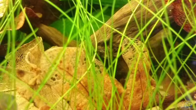 Laub von GuyIncognito (12)