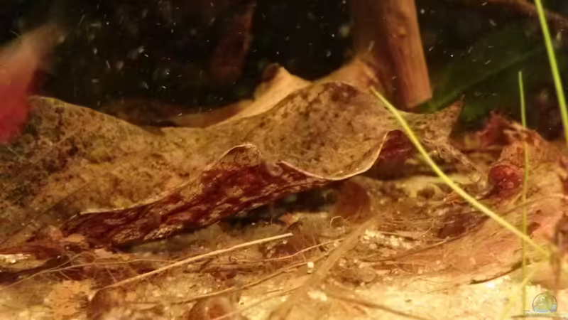 Laub von GuyIncognito (13)