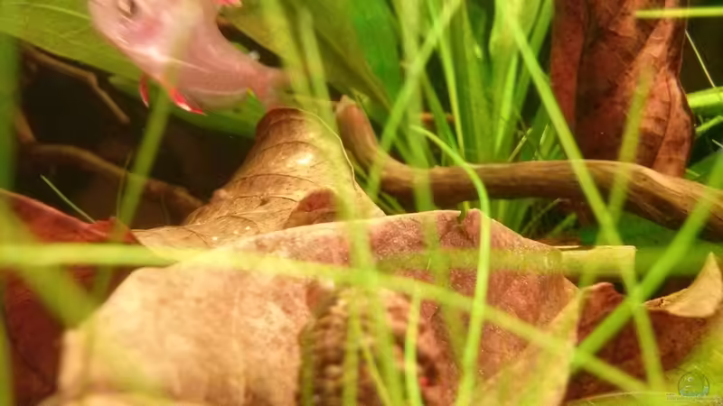 Laub von GuyIncognito (14)