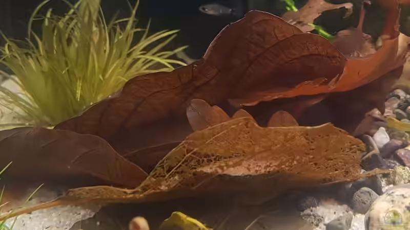 Laub von YoshiMaus (12)