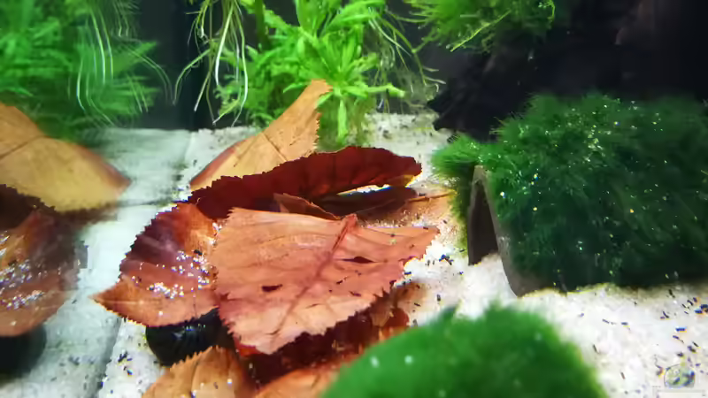 Laubblätter für die Garnelen und Schnecken von gonzi (7)