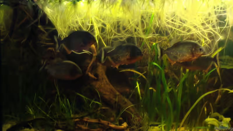 Lauerjagt auf Beute von Pülschi 87 (5)