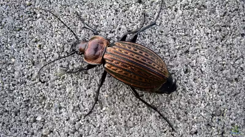 Laufkäfer - nächtlicher Jäger im Garten