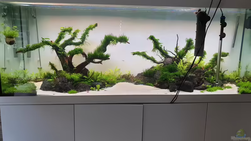 Laufzeit 6 Wochen  von Tobi2013 (39)