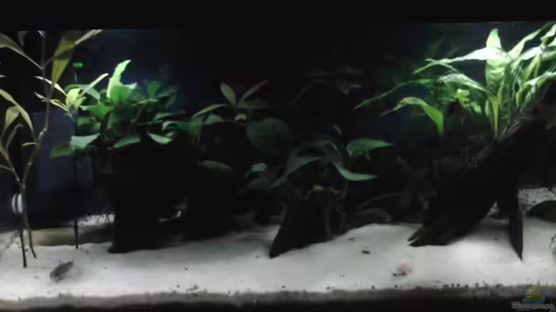 Lava Stein Mit A.Nana, Schieferplatte mit A. barteri, Mopani Wurzel mit Javafarn von Jody Wynn (20)