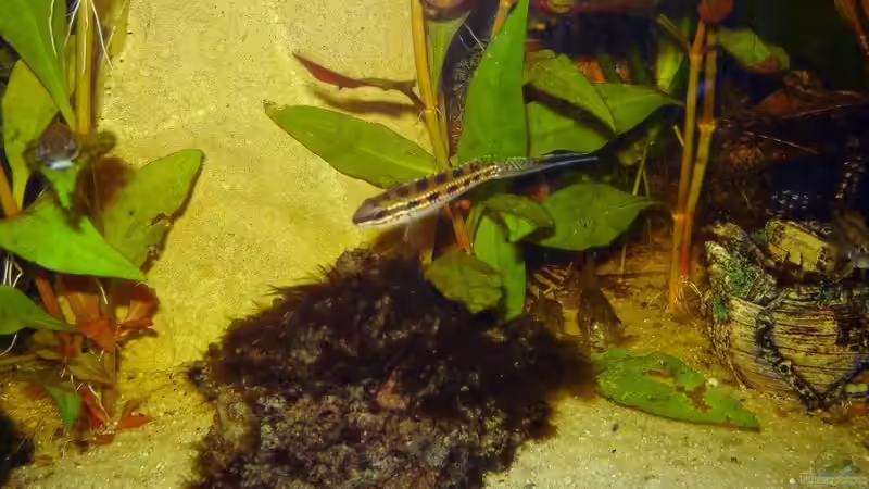 Lava-Stein von Achim Dengler (17)