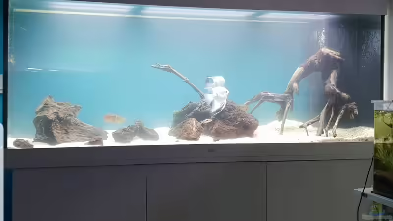 Lava und jati wurzel - die rechte Wurzel und die mittlere sind nicht mehr im Becken von Mel (14)