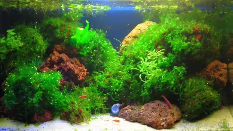 Lavabecken, 1 Monat von Sini (1)