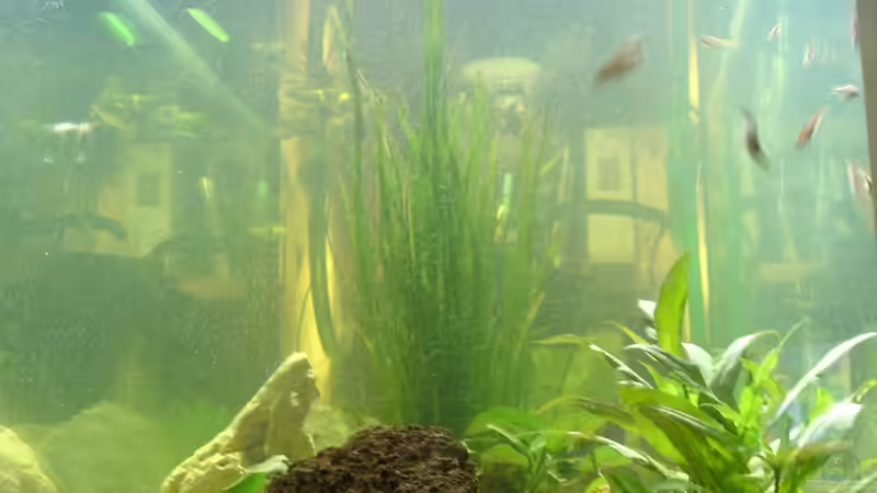 Lavagestein, Halbedelsteine von T. (3)