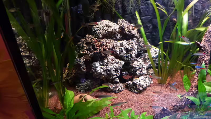 Lavagestein von Dieter (27)