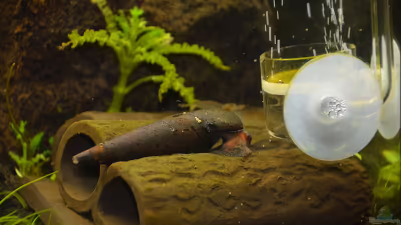 Lavaschnecke auf Futtersuche von Gallius (30)