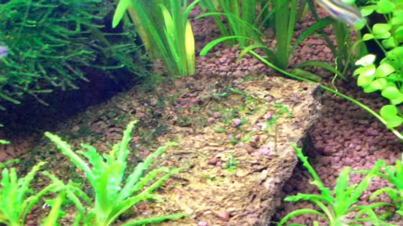 Lavastein leicht bewachsen, mit Javamoos 27.12.07 von Thomas Schmidt (24)