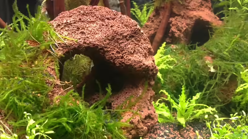 Lavastein mit Javamoos von Capitan Hook (24)