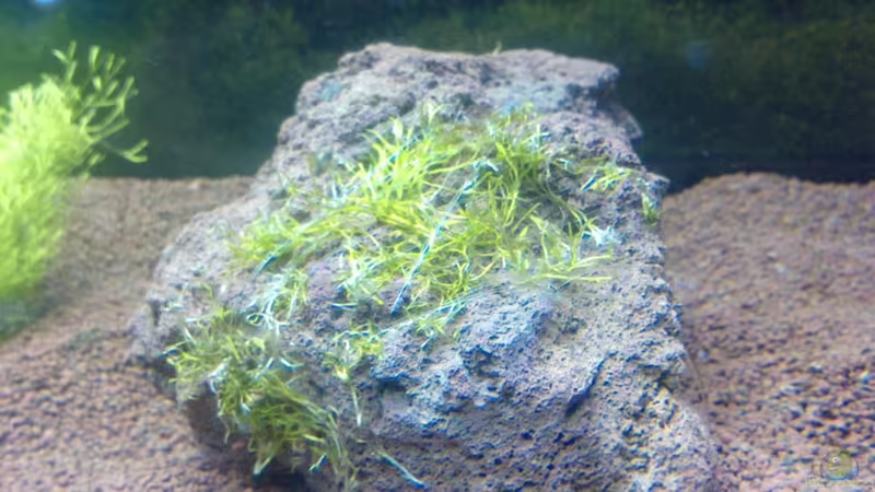 lavastein von Mike Schl. (17)