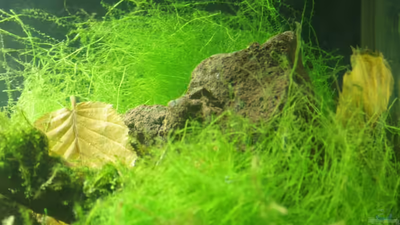 Lavastein von SouthAmerica (51)