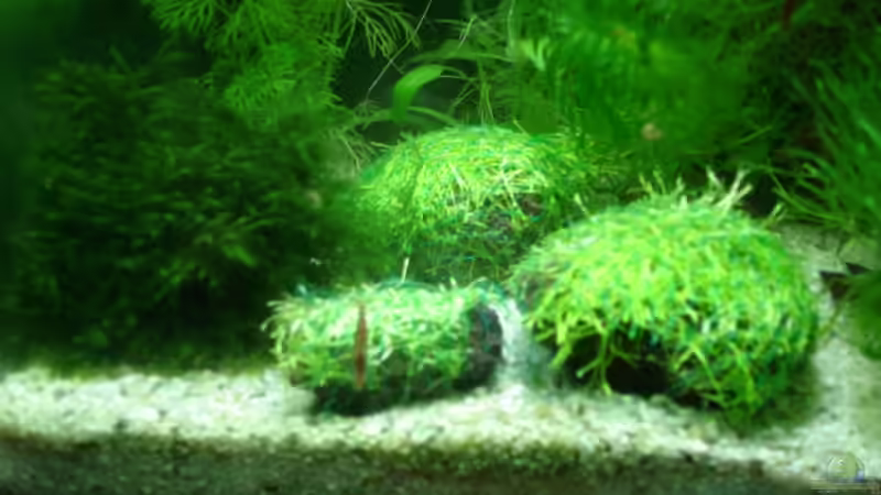 Lavasteine mit Riccia fluitans (am 1. Tag) von hej kompisar (10)