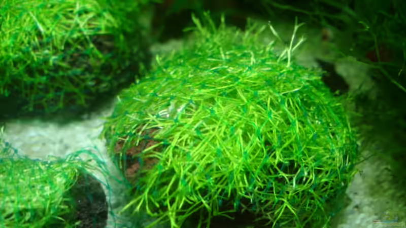 Lavasteine mit Riccia fluitans (am 1. Tag) von hej kompisar (11)