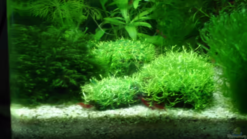 Lavasteine neu mit Riccia belegt ( 3 Tage später) von hej kompisar (12)