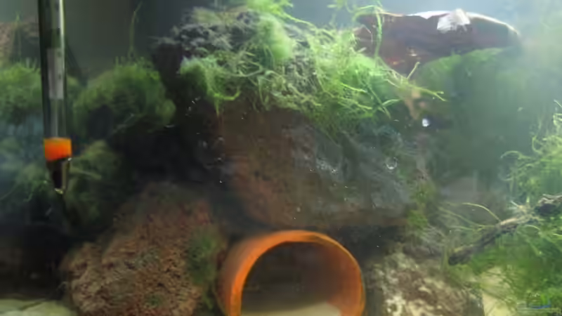 Lavasteine und Leichröhre (17.02.09) von Frank Förster (8)