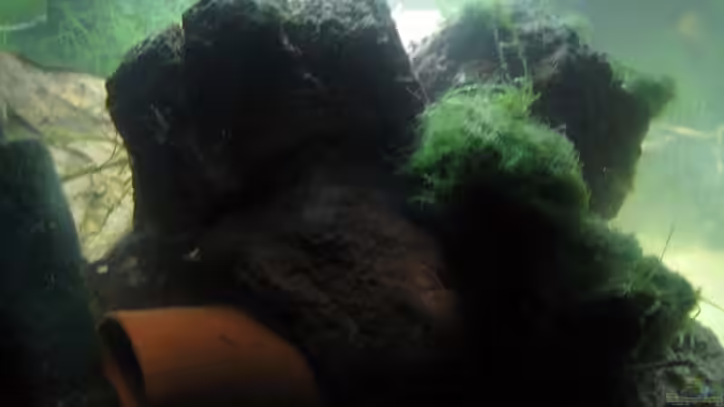 Lavasteine und Leichröhre seitlich (17.02.09) von Frank Förster (9)