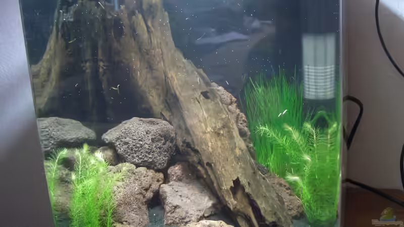 Lavasteine und Mangrovenwurzel April 2010 von Arne (10)