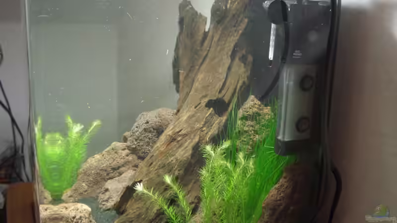 Lavasteine und Mangrovenwurzel April 2010 von Arne (11)