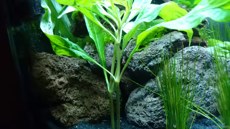 Lavasteine (zum Teil mit Javamoos) von Jahira (16)