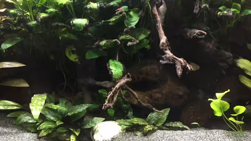 Lavasteinhöhlen und Wurzelaufbau von Danny (32)