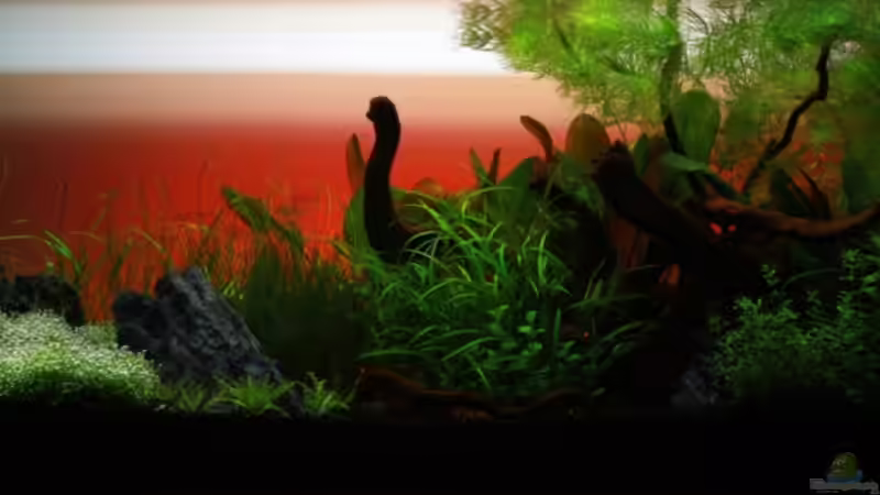 Layout 1 Sonnenuntergang 21.Tag von aquaScaper (3)