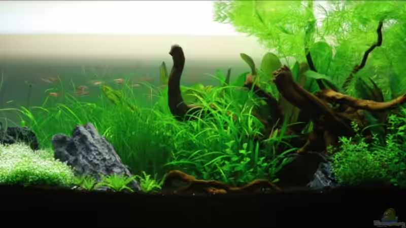 Layout 1 Tageslicht 21.Tag von aquaScaper (2)