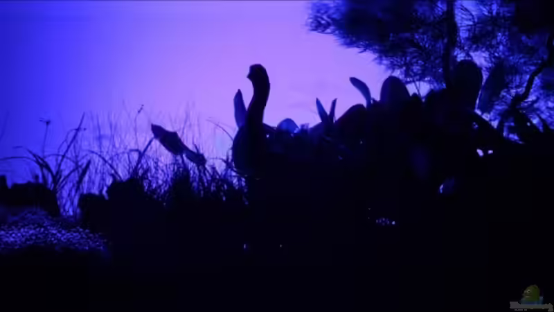 Layout 1 Vollmond 21.Tag von aquaScaper (4)