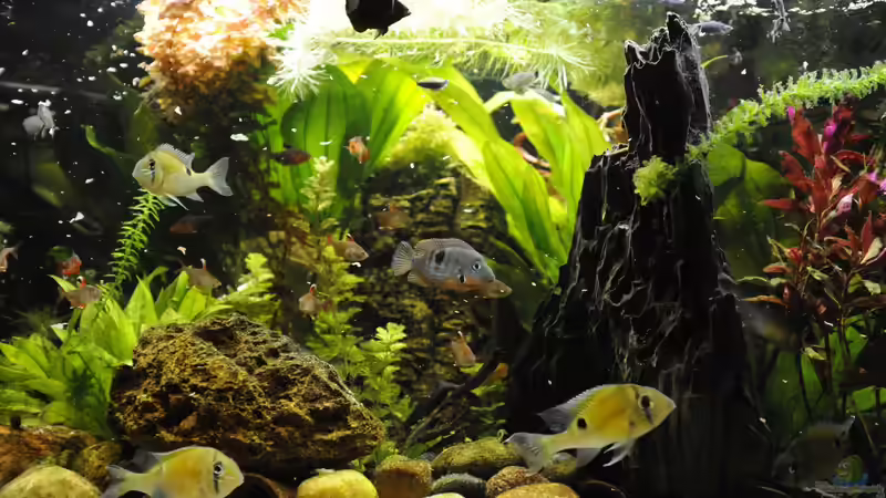 Layout 2016: Biotodoma / Geophagus cupido von Peter Vlasaty (8)